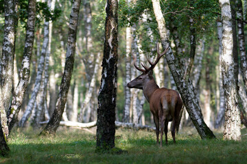 Stag Cervus elaphus in a European forest