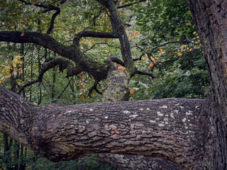 Tree branches in Rusovce Village park, Slovakia