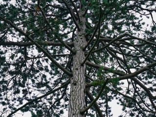 Obraz premium Tree trunk and branches in Rusovce Village park, Slovakia