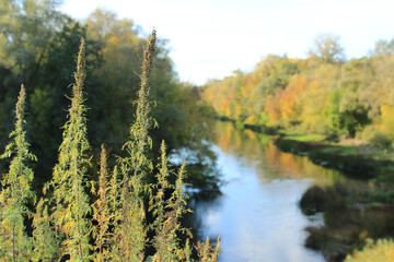 Obraz premium Wormwood stalks against the background of forests and rivers in autumn.