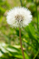 dandelion seed head