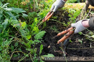the farmer collects fresh organic carrots in the garden. Harvesting carrots.