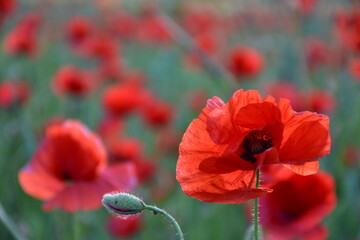 poppy flower before bloom and bloomed poppy flower
