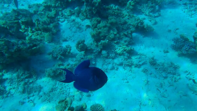 Triggerfish swim near coral reef. Blue Triggerfish (Pseudobalistes fuscus). 4K-60fps