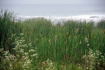 Obraz premium Plants and flowers along the California coast with the pacific ocean in the background in the Half Moon Bay area on an overcast summer day