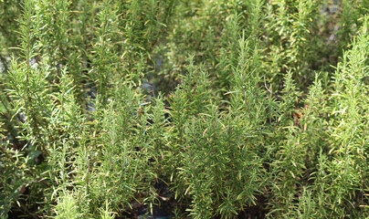 bush of green rosemary, the typical aromatic plant of Mediterranean cuisine