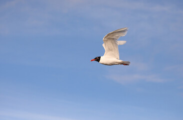 gull with black head typical of the mediterranean sea flies in the sky