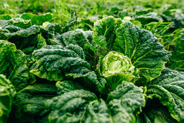 Agriculture cabbages heads in field.