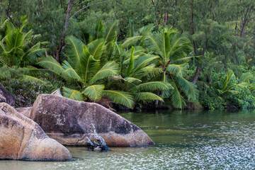 Exotic tropical nature in the Seychelles, tropical pond or river surrounded by the jungle. Beautiful nature tropical landscape.