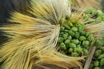 Green and raw hops for making beer