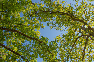 Horizontal branches with new green leaves against a clear blue sky.
