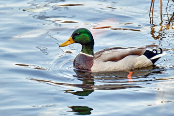 Stockente - Erpel ( Anas platyrhynchos ).