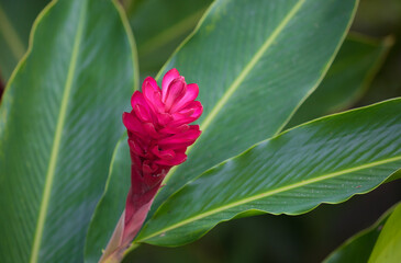 Exotic Tropical Plumeria Flower White Resort, Travel Vacations Luxury Freshness Maldives Thailand,...