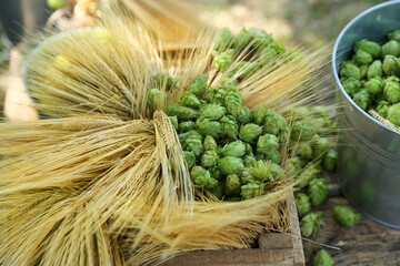 Green and raw hops for making beer