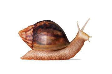 Big Giant African snail isolated on white background with clipping path. Achatina immaculata helix. cosmetics and body care concept. skin rejuvenation cosmetics