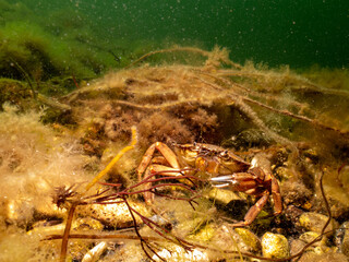 A close-up picture of a crab among seaweed. Picture from The Sound, between Sweden and Denmark