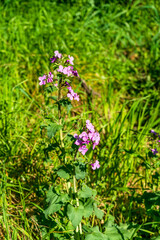 Branch of mallow (Malva) with purple flowers in the countryside of Campiglia Marittima, province of...