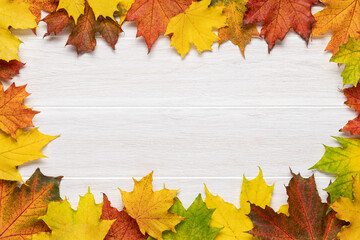 Naklejka na ściany i meble Autumn wooden white rustic background with multicolored maple leaves. Frame background with copy space