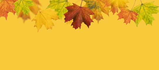 Naklejka na ściany i meble Autumn yellow background with fallen colorful maple leaves and copy space