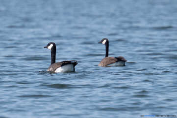 Canada goose