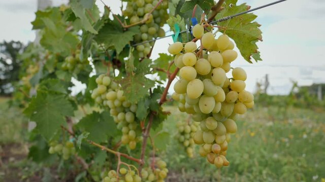 Large grape of white grapes hanging on a branch in a vine garden close-up, slow motion, winemaking concept