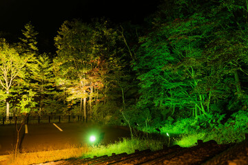 Naklejka premium Illumination of fantastic autumn leaves