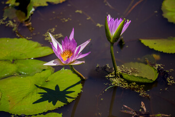 Water lily in the pond Tropical nature, jungle lanshavt, tourism, tropical island, Seychelles