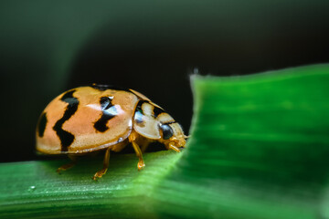 A ladybug is trickling into the green grass in the garden.