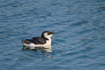 Common Alka in the water