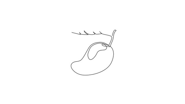 Animated self drawing of one continuous line draw healthy organic mango for orchard logo identity. Fresh tropical fruitage concept for fruit garden icon. Full length single line animation illustration