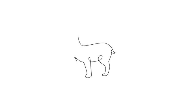 Animation of single one line drawing of adorable alpaca for company logo identity. South American camelid mascot concept for national zoo icon. Continuous line self draw animated. Full length motion.