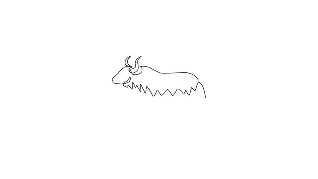 Animated self drawing of one continuous line draw dashing yak for company logo identity. Ox mammal mascot concept for livestock icon. Full length single line animation illustration.