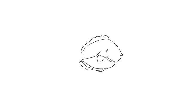 Animation of single one line drawing of funny blue tang fish for aquatic company logo. Beauty surgeonfish mascot concept for aquarium show icon. Continuous line self draw animated. Full length motion.
