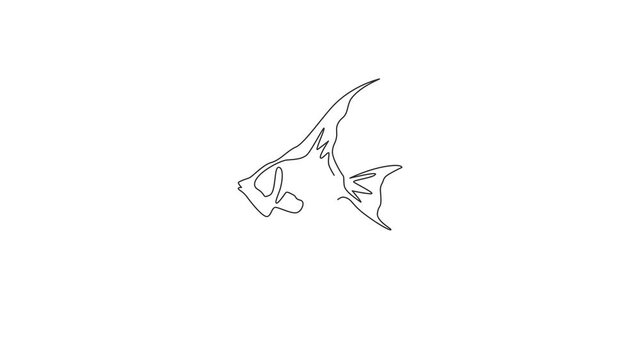 Animation of single one line drawing of funny freshwater anglefish for company logo. Cute pterophyllum fish mascot concept for aquatic show icon. Continuous line self draw animated. Full length motion