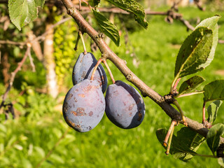 Ripe plums on a branch, harvesting in autumn in an orchard