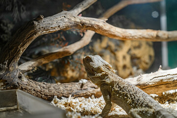 Lizard on a branch in the aquarium at the zoo.