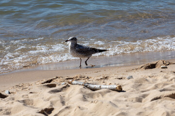 Seagull on beach