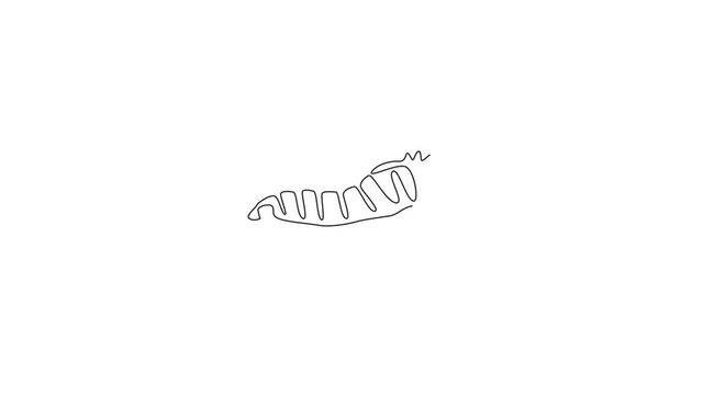 Animated self drawing of one continuous line draw cute caterpillar for company logo identity. Larval stage of lepidoptera mascot concept for insect lover icon. Full length single line animation.