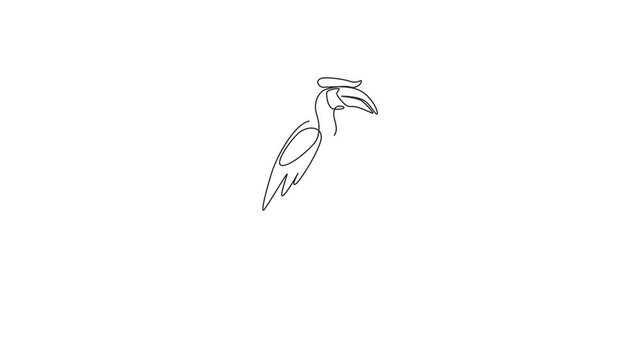 Animation of one single line drawing of adorable hornbill for zoo logo identity. Large size bird mascot concept for bird lover club icon. Continuous line self draw animated. Full length motion.