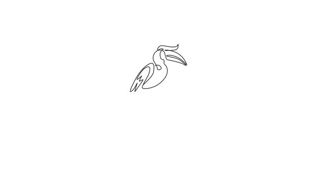 Animated self drawing of one continuous line draw cute great hornbill for company logo identity. Large beak bird mascot concept for national conservation park icon. Full length single line animation.