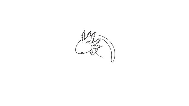 Animated self drawing of one continuous line draw cute axolotl for company logo identity. Water salamander mascot concept for pet lover club icon. Full length single line animation illustration.
