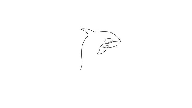 Animated self drawing of single continuous line draw big adorable orca for company logo identity. Endangered whale mascot concept for national fish conservation icon. Full length one line animation.