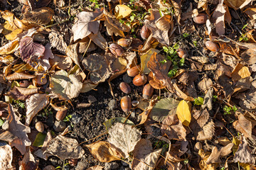 Beautiful texture of dry brown and yellow autumn oak leaves and acorns is in the park