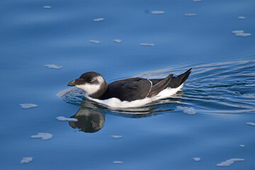 Common Alka in the water