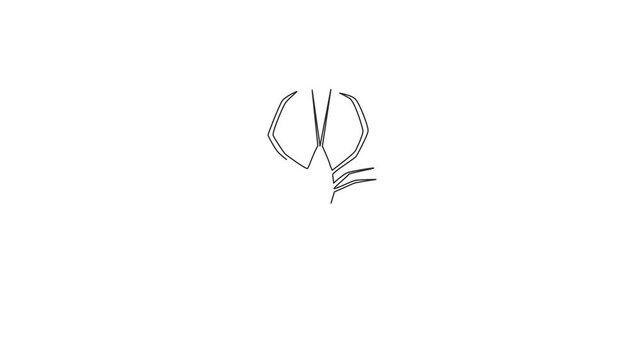 Animation of one single line drawing of fresh shrimp for seafood company logo identity. Big prawn mascot concept for farming cultivation icon. Continuous line self draw animated. Full length motion.