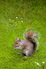 ichhörnchen Ast Sonne London Baum Nahaufnahme Hyde Park Nüsse zahm Touristen beliebt klettern...