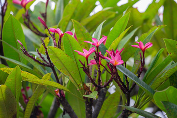 Exotic Tropical Flower White Resort, Travel Vacations Luxury Freshness Maldives Thailand, Indonesia...
