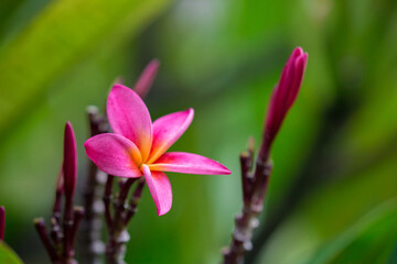 Fototapeta premium Exotic Tropical Flower White Resort, Travel Vacations Luxury Freshness Maldives Thailand, Indonesia Bora Bora Sri Lanka Bali Dominican Republic as background Jamaica Cuba Hawaii Egypt