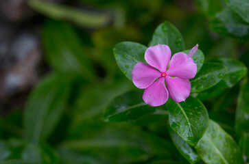 Exotic Tropical Flower White Resort, Travel Vacations Luxury Freshness Maldives Thailand, Indonesia Bora Bora Sri Lanka Bali Dominican Republic as background Jamaica Cuba Hawaii Egypt