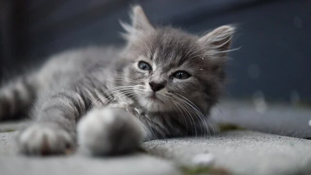 Adorable tabby homeless grey kitten relaxing on asphalt road outdoors, close up. Cute adorable pets cats. Soft selective focus